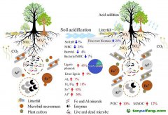 新研究揭示酸化森林土壤有機(jī)碳累積機(jī)制